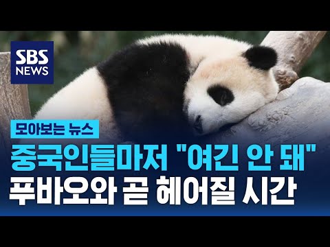 중국인들마저 &quot;여긴 안 돼&quot;&hellip;푸바오와 곧 헤어질 시간 / SBS / 모아보는 뉴스