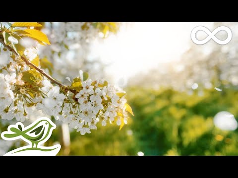 Beautiful Relaxing Music &bull; Peaceful Piano, Cello &amp; Guitar Music by Soothing Relaxation