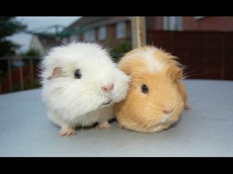 Guinea Pigs - A Funny And Cute Guinea Pig Videos Compilation || NEW HD