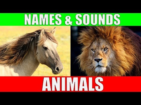 ANIMAL NAMES AND SOUNDS for Kids Video Compilation - Learn Animal Names for Children &amp; Toddlers