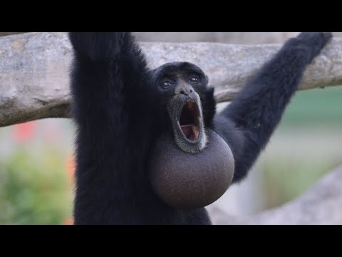 Screaming Gibbons