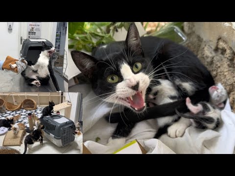 Trying to save a very angry mama cat with two newborn kittens || More anger at the vet.