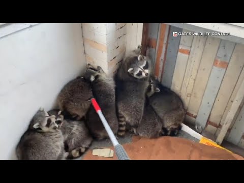 11 raccoons removed from Toronto home under construction