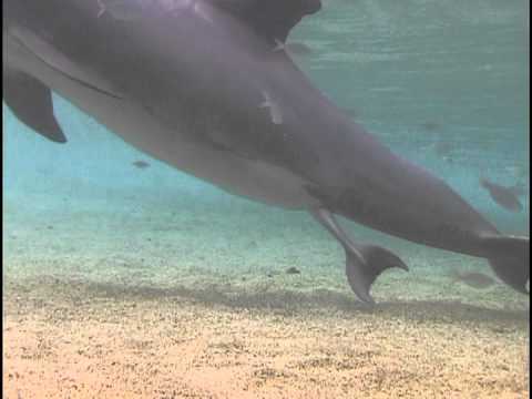 Incredible Dolphin Birth at Dolphin Quest Hawaii