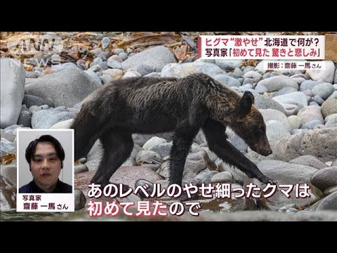 ヒグマ&ldquo;激やせ&rdquo;緊迫の北海道　記録的不漁 市街地に出没相次ぐ(2023年11月2日)