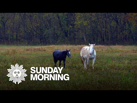 Nature: Wild horses in the Ozarks