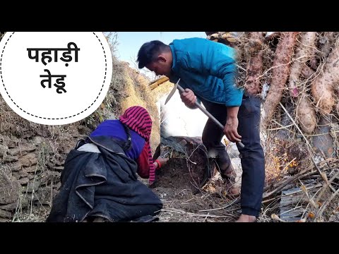 पहाड़ी स्वादिष्ट तेडू|pahadi lifestyle vlogs |Kailash pahadi