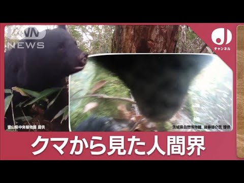 独自入手！目線カメラからみた&amp;ldquo;クマの世界&amp;rdquo;器用にエサを食べる姿も&amp;hellip;(2023年11月16日)