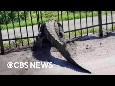 Giant alligator bends metal fence in Florida