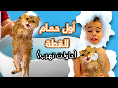 خلودة  حمم القطة (جولدي ) / هربت منا وصارت تخرمش😱