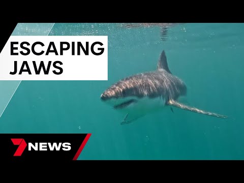 Urgent calls for a shark tagging program in South Australia | 7 News Australia