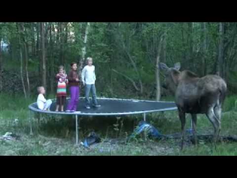 Moose Encounter