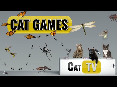 Cat Games | Ultimate Cat TV Bugs and Butterflies Compilation | Videos for Cats to Watch🐱