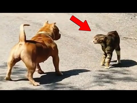 The Bravest Cat Caught on Camera Defeating Dogs