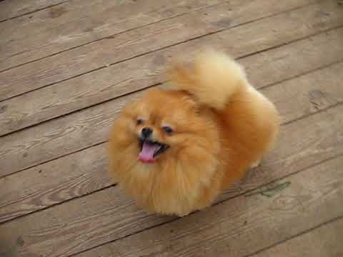 Pomeranian male Yunit Sparkling Golden Fleece Iz Knyaginino, age 1,5 years. Sold.