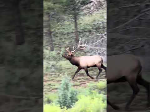 Call in Bull Elk