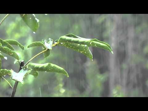 Som de Chuva sem Trov&atilde;o para Dormir e Relaxar - Sons Relaxantes da Natureza - Sons de Agua