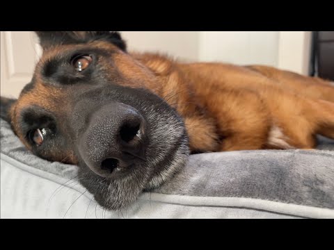 German Shepherd Gets New Bed