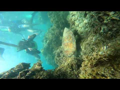 Joiner sardine dive in Moalboal, Cebu