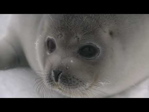 Adorable Baby Seal Come Towards Camera and Tries to Talk Making Irresistibly Cute Noises!