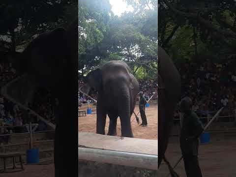 Amazing elephants show in Dehiwala zoo-Sri Lanka