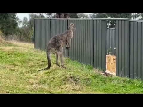 Rocky 7:  Kangaroo Kourt