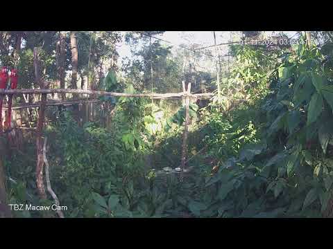 The Belize Zoo Live Cam