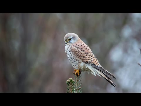 Common Kestrel