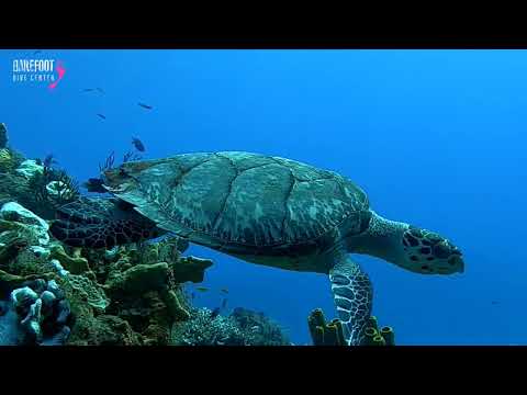 Hawksbill turtle gliding over the reef In Cozumel