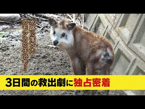 法律で捕獲できない!?水路に落ちて１カ月以上&amp;hellip;カモシカの子どもの救出作業に密着！カモシカ救出の瞬間 (23/08/16 