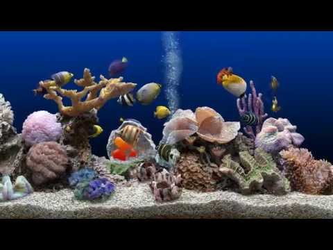 ★ Marine Aquarium ★ UHD Screensaver ★ Blue Ocean ★ 60fps ★