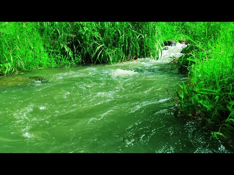 The Sound of the River is Full of Tranquility, Morning River Sounds, ASMR River Sounds