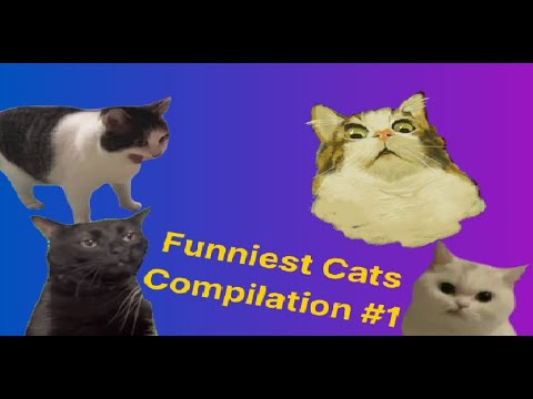 Funniest Cats Compilation #1: Unstoppable Laughs and Purrfect Pranks!