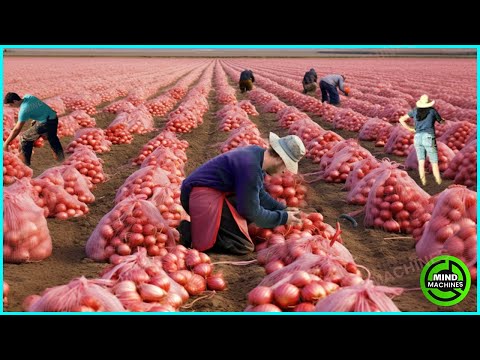 The Most Modern Agriculture Machines That Are At Another Level , How To Harvest Onions In Farm ▶4