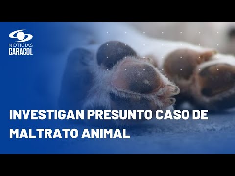 Perrito desesperado por estar encerrado se lanz&oacute; desde un quinto piso