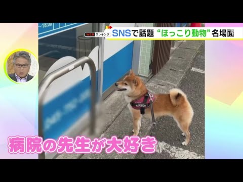 散歩中に飼い主引っ張って訪問&hellip;動物病院の先生が大好きな柴犬むぎまるくん 会えない日はしょんぼり帰宅