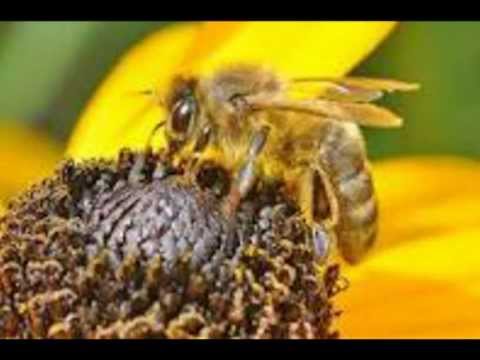 Surah Al-Nahl (The Bees) Sheikh Khalid Al-Jileel