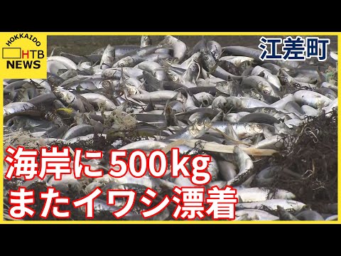 北海道でまたイワシ漂着　海岸に500kg　午後から手作業で回収へ　マグロなど天敵に追われたか　江差町