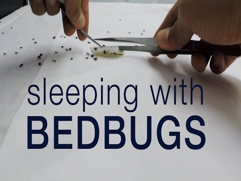 Kill bedbugs without pesticides: entomologist sleeps with bed bugs