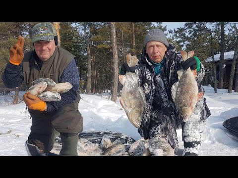 ЗА ТРОФЕЙНЫМ ОКУНЕМ в тайгу ХМАО Югры-2.  Окуни-мутанты.