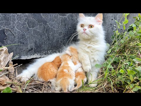Mother cat worried because she saw a big dog near her kittens!