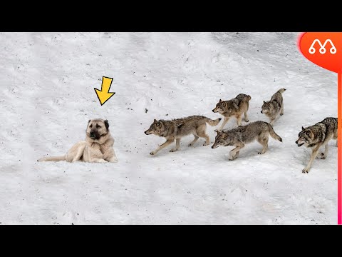 WOLVES ATTACK KANGAL