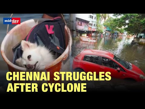 Cyclone Michaung: Roads turn into Rivers in Chennai, animals and people rescued using boats