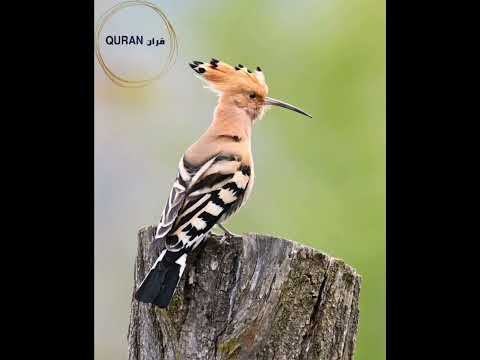 {وتفقد الطير فقال ما لي لا أرى الهدهد أم كان من الغائبين} النمل 20-27 القارئ عمر محجوي