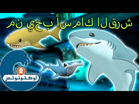 أوكتونوتس | 🦈😺من يحب أسماك القرش | إنه أسبوع القرش! 🦈😱 | حلقات مجمعة