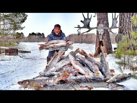 IT'S NOT A DREAM??? PIKE GO CRAZY! ROCK TOO! THERE IS A LOT OF FISH IN THE SWAMP! Fishing in Siberia