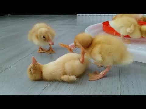 So cute! These adorable little ducklings are having a very happy time. cute and funny animals.