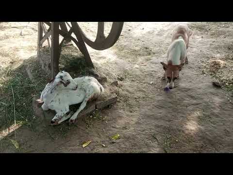 goat and dog first meeting