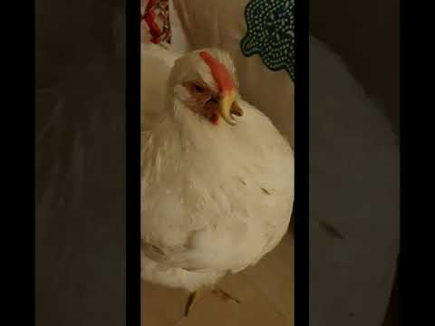 come tenere in casa gallina domestica
