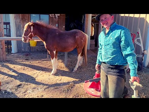 NEGLECTED PONY has the HAPPIEST REACTION TO GETTING HIS HOOVES TRIMMED |The Dodo Heroes